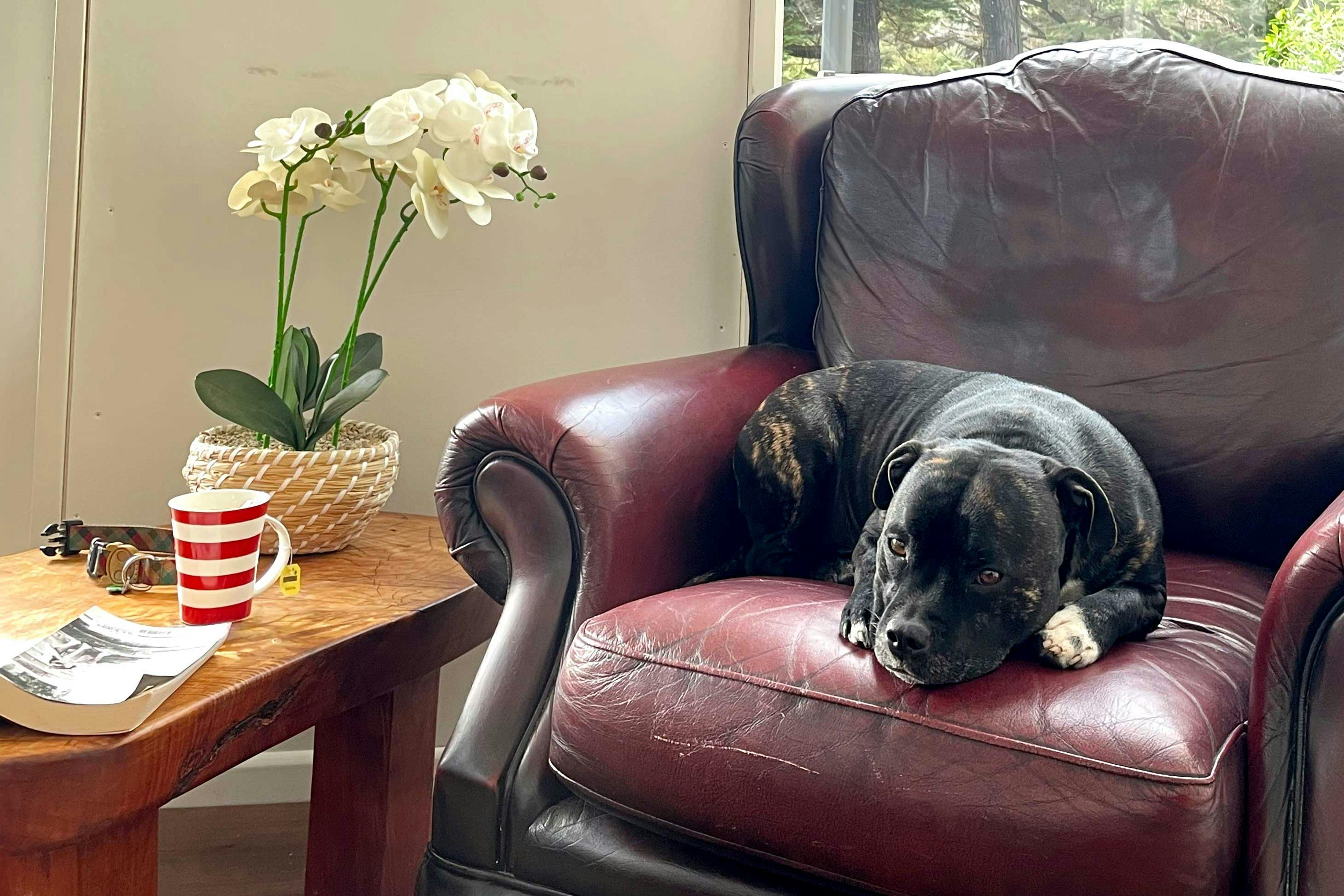 English Staffie dog lying on a couch